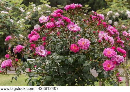 Rose Gallica Var. Conditorum Dieck Conditorum. Selected Sorts Of Exquisite Roses For Parks, Gardens,