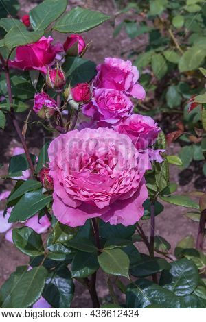 Rose Gallica Var. Conditorum Dieck Conditorum. Selected Sorts Of Exquisite Roses For Parks, Gardens,