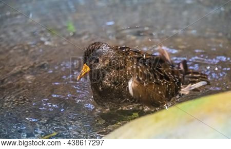 A European Starling Is Splashing In The Shallow Water Taking A Bath. The Common Starling Or European