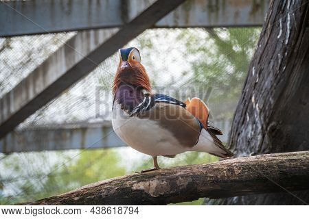 Beautiful Male Or Drake Mandarin Duck With Pretty Feathers. The Mandarin Duck, Lat. Aix Galericulata