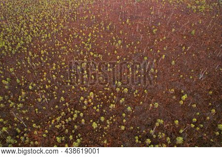 Swamp Yelnya In Autumn Landscape. Wild Mire Of Belarus. East European Swamps And Peat Bogs. Ecologic