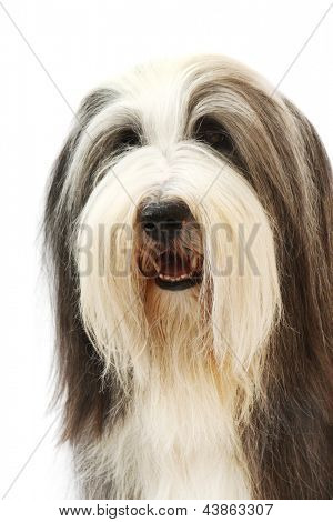 Schäferhund auf weißem Hintergrund