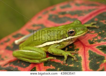Rosnička zelená (Hyla Cinerea)