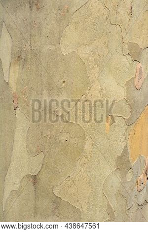 London Plane Bark Detail - Latin Name - Platanus X Hispanica (platanus X Acerifolia)
