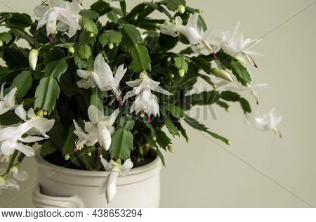 Flowering Christmas Cactus. Schlumbergera Truncata Houseplant. Closeup