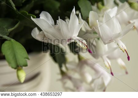 Flowering Christmas Cactus. Schlumbergera Truncata Houseplant. Closeup