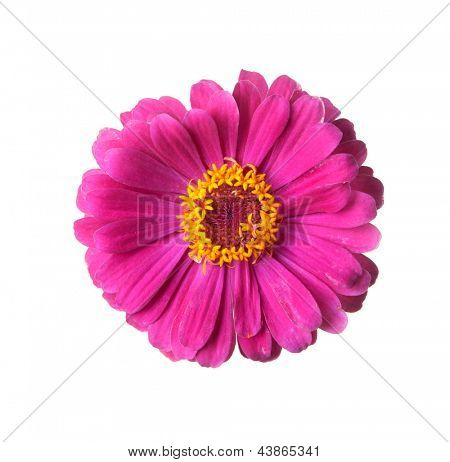 Genere Zinnia, famiglia Compositae