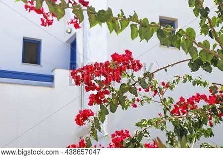 Traditional White Houses With Blue Details And Red Bougainvillea Flowers Ano Koufonisi Greece