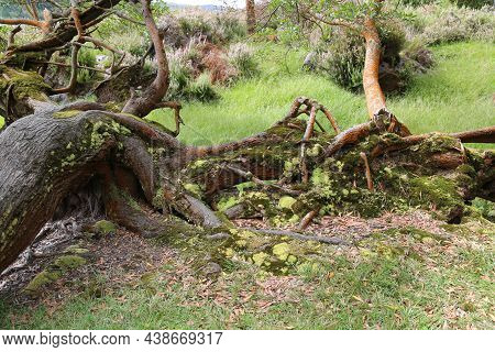 The Forest Of Grena, Sao Miguel Island, Azores. High Quality Photo
