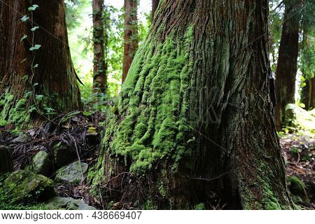 The Forest Of Grena, Sao Miguel Island, Azores. High Quality Photo