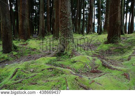 The Forest Of Grena, Sao Miguel Island, Azores. High Quality Photo