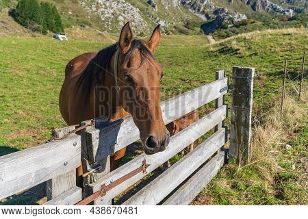 Horse In The Somiedo Natural Park In Asturias.
