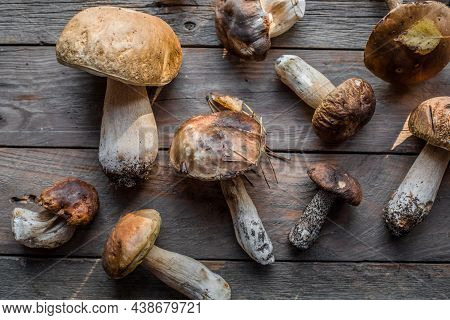 Forest Edible Mushrooms Close Up. Ceps Boletus Edulis Over Wooden Background, Rustic Table.forest Ed