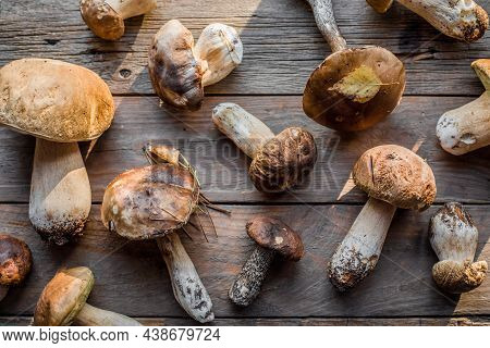 Forest Edible Mushrooms Close Up. Ceps Boletus Edulis Over Wooden Background, Rustic Table.forest Ed
