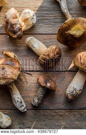 Forest Edible Mushrooms Close Up. Ceps Boletus Edulis Over Wooden Background, Rustic Table. Forest E