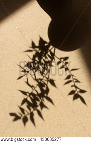 Shadows Nature Beige Background. Vertical Neutral Contrasting Background Of Dry Thorn. Fashionable E