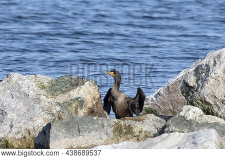 The Double-crested Cormorant (nannopterum Auritum) On The Shores Of Lake Michigan