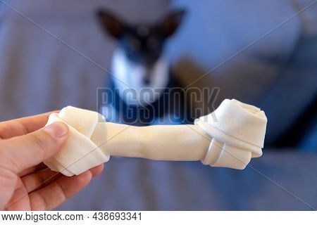 A Person About To Give A Rawhide Dog Chew Bone To A Toy Fox Terrier Dog