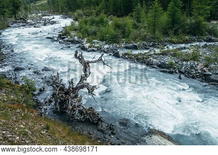 Atmospheric Alpine Scenery With Dry Tree In Fast Mountain River. Scenic Mountain Landscape With Beau
