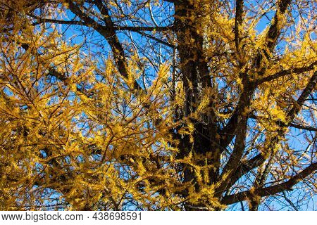 Tamarack (larch) Tree Branches In Late October, Horizontal