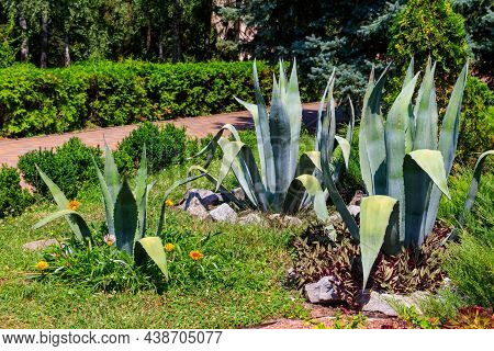Agave Tequilana, Commonly Called Blue Agave (agave Azul) Or Tequila Agave