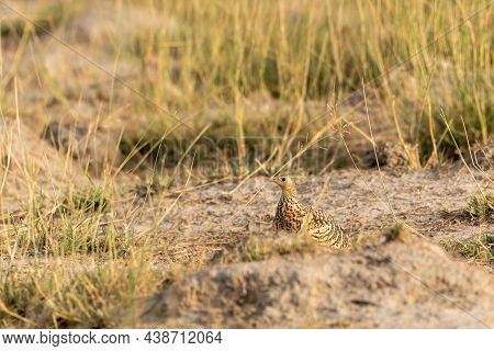 Painted Sandgrouse Or Pterocles Indicus Closeup In Early Morning Winter Light At Tal Chhapar Sanctua