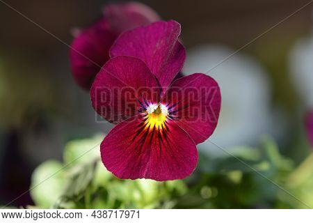 Garden Pansy Flower - Latin Name - Viola X Wittrockiana