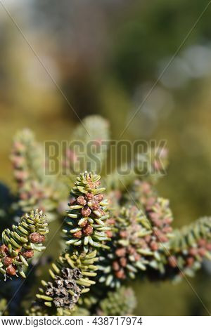 Blue Spanish Fir Branch - Latin Name - Abies Pinsapo Glauca