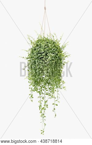 Angel vine indoor hanging plant