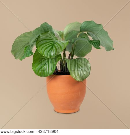 Calathea Orbifolia plant in a terracotta pot home decor object