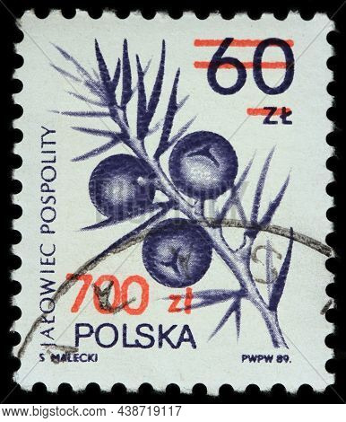 Luga, Russia - October 04, 2021: A Stamp Printed By Poland Shows Foliage And Cones Of The Common Jun