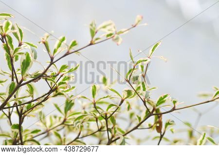 Terminalia Ivorensis Chev, Combretaceae Or Lvory Coast Almond