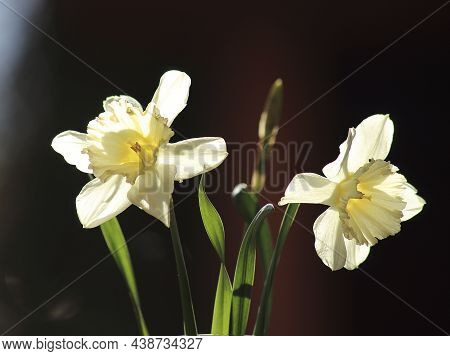 A White Narcissus On Black Background. High Quality Photo
