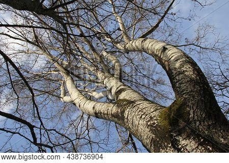 White Trunk And Branches Of A Ramificated Birch Tree In The Background Of Clear Blue Sky In The Autu