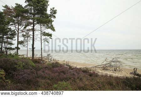 Pine Trees, Flowering Heather, A Dry Pine Tree Lying On The Beach Of The Baltic Sea, Kolca, Latvia. 