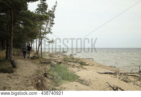 Pine Trees, Flowering Heather, A Dry Pine Tree Lying On The Beach Of The Baltic Sea, Kolca, Latvia. 