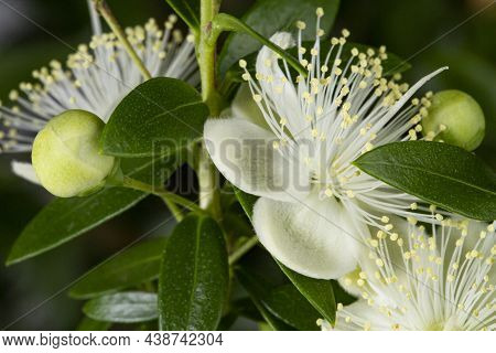 Lovely Myrtle Flowers And Buds On A Background Of Green Leaves Close-up.