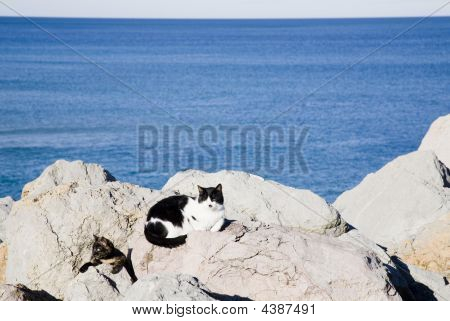 Dwa koty w pobliżu oceanu