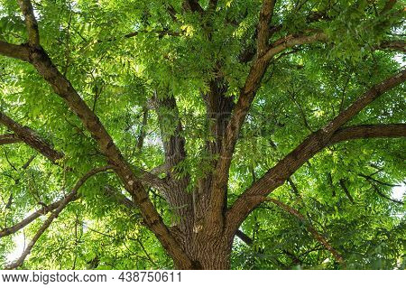 Full Frame Shot Of An Ash Tree Canopy In A Home Garden