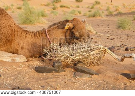 The Camel Lies On The Sand And Eats A Dry Thorny Bush. Sahara Desert, Morocco