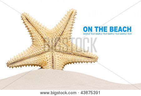 Karibik hvězdice (Oreaster reticulatus) na pláži. Obrázek s prostorem pro váš text.