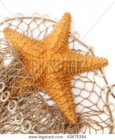 Karibik hvězdice (Oreaster reticulatus) na rybářské sítě.