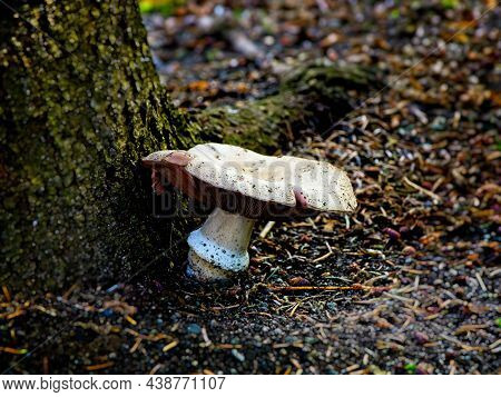 Leucoagaricus Leucothites, White Dapperling Mushroom In The Forest