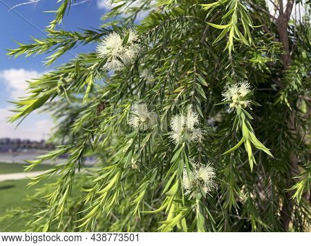 Beautiful Flowering Of Callistemon Salignus With White Flowers