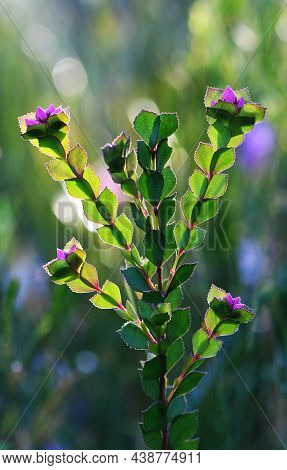Deep Pink Flowers And Unusual Backlit Foliage Of The Australian Native Rose, Boronia Serrulata, Fami