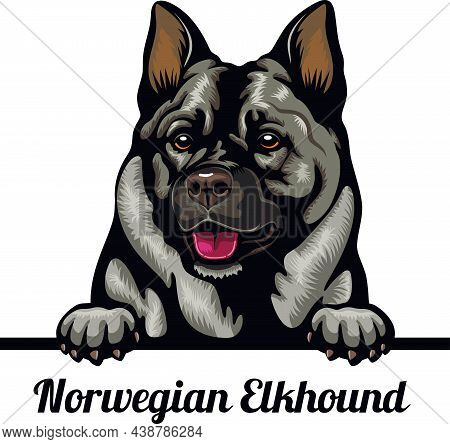 Norwegian Elkhound - Color Peeking Dogs - Dog Breed. Color Image Of A Dogs Head Isolated On A White 