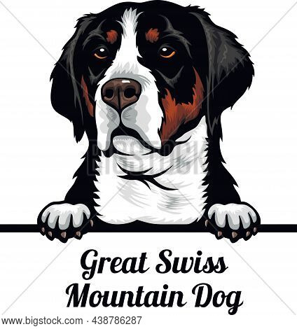 Great Swiss Mountain Dog - Color Peeking Dogs - Dog Breed. Color Image Of A Dogs Head Isolated On A 