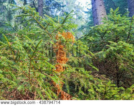 Young , Green Pine Saplings In The Carpathian Mountains At Late Autumn.