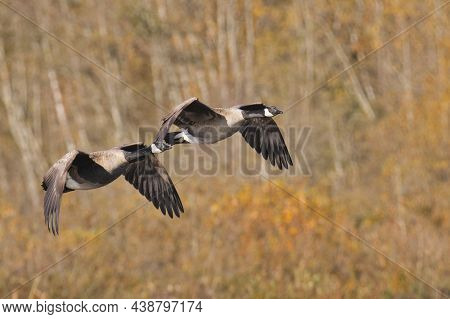 A View Of Canada Geese Flying In The Air. Burnaby Lake Bc Canada