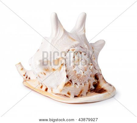 Cockleshell ทะเลบนพื้นหลังสีขาว